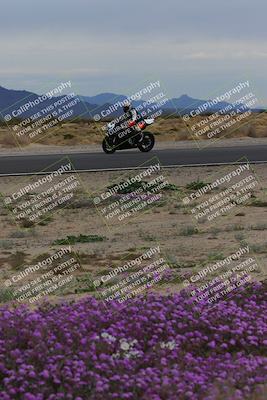 media/Jan-14-2023-SoCal Trackdays (Sat) [[497694156f]]/Turn 14 Exit Bloomig (145pm)/